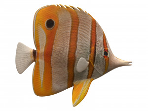 butterfly fish 3Dモデル