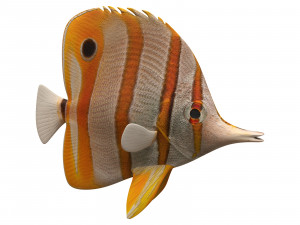butterfly fish 3D-Modell
