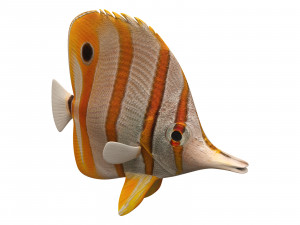 butterfly fish 3D-Modell