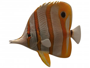 butterfly fish 3D-Modell