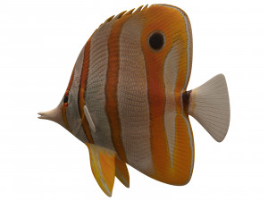 butterfly fish 3D-Modell