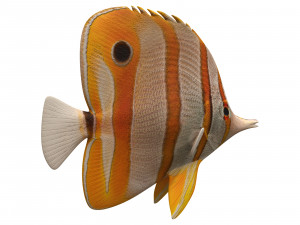 butterfly fish 3D-Modell