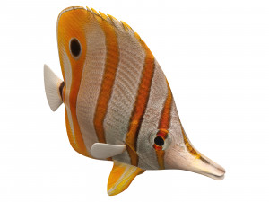 butterfly fish 3D-Modell