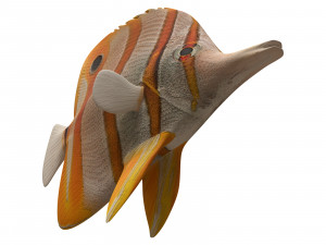 butterfly fish 3D-Modell