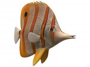 butterfly fish 3D-Modell