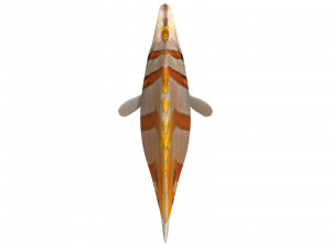 butterfly fish 3D-Modell