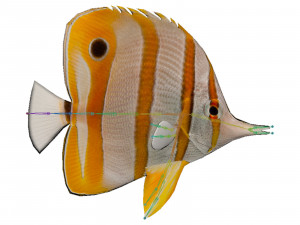 butterfly fish 3D-Modell