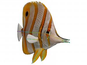 butterfly fish 3D-Modell