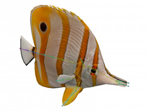 butterfly fish 3D-Modell