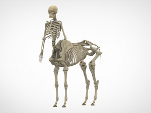 centaur skeleton Model 3D