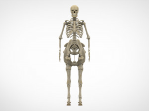 centaur skeleton Modelo 3D
