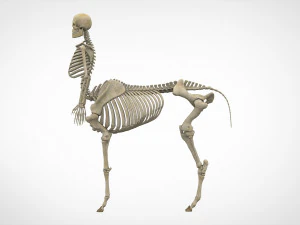 Zentaurenskelett 3D Modell
