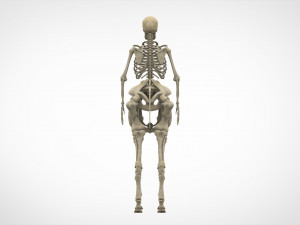 centaur skeleton Modelo 3D