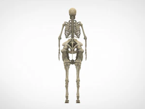 Zentaurenskelett 3D Modell