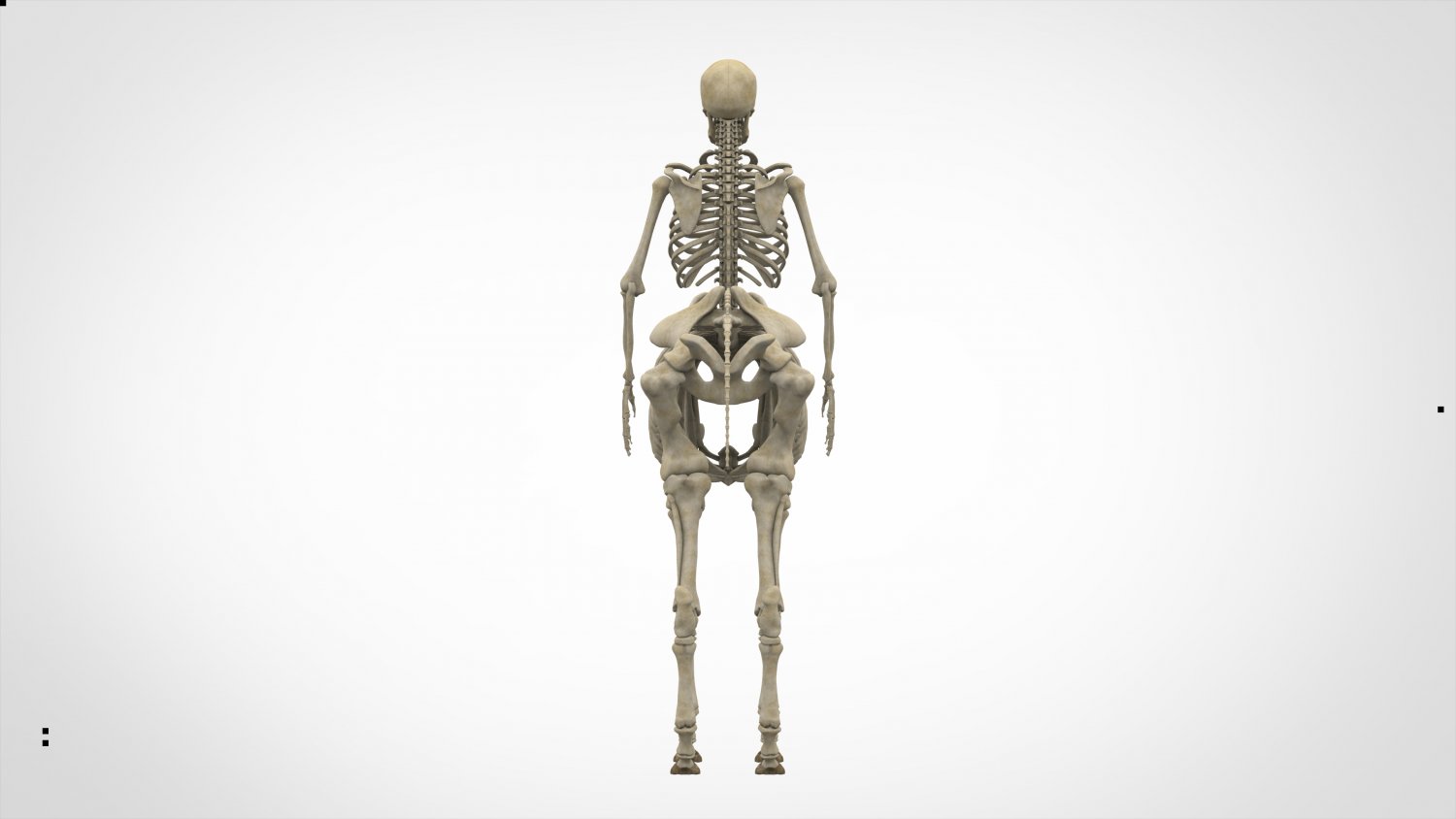 Centaur Skeleton 3D Модель In Анатомия 3DExport