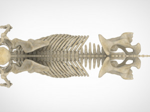 centaur skeleton Modelo 3D