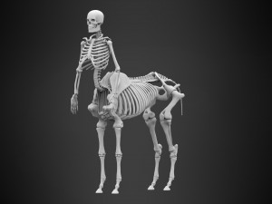 centaur skeleton Modelo 3D