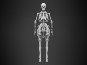 centaur skeleton Modelo 3D