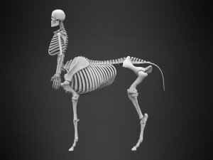 centaur skeleton Modelo 3D