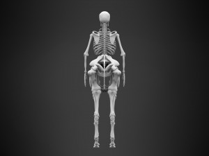 centaur skeleton Modelo 3D