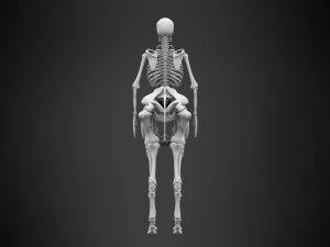 Zentaurenskelett 3D Modell
