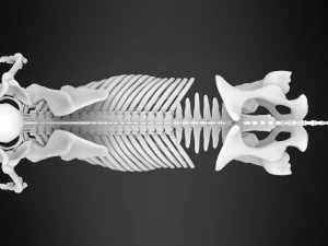 Zentaurenskelett 3D Modell