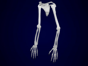 centaur skeleton Modelo 3D