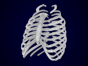 centaur skeleton Modelo 3D