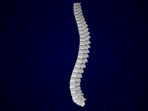 centaur skeleton Modelo 3D