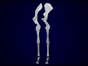 centaur skeleton Modelo 3D