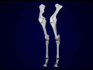 centaur skeleton Modelo 3D
