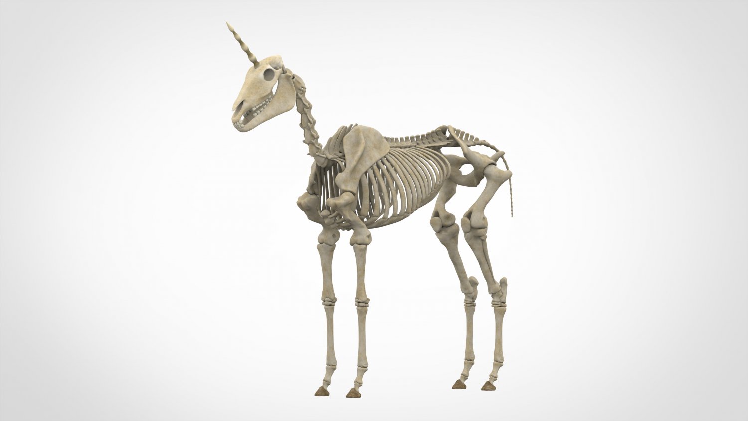 Unicorn Skeleton 3D Модель In Анатомия 3DExport