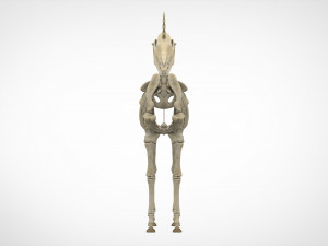 unicorn skeleton 3D 模型