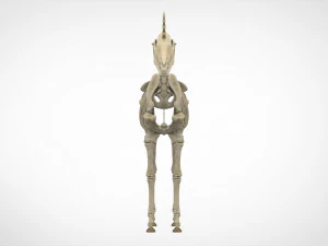 scheletro di unicorno Modello 3D