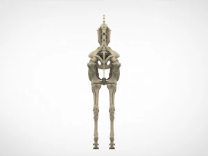 scheletro di unicorno Modello 3D