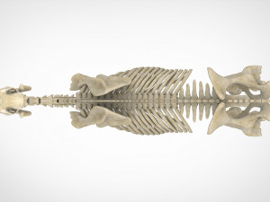 unicorn skeleton 3D 模型