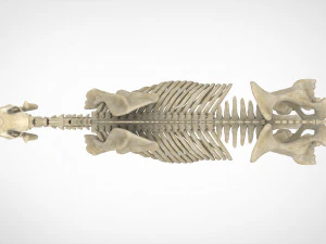 scheletro di unicorno Modello 3D