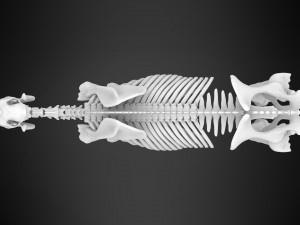 unicorn skeleton 3D 模型