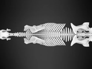 scheletro di unicorno Modello 3D