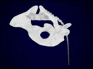 scheletro di unicorno Modello 3D