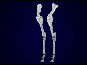 scheletro di unicorno Modello 3D