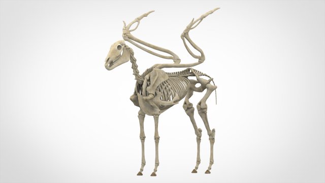 pegasus skeleton Modello 3D .c4d .max .obj .3ds .fbx .stl .blend 