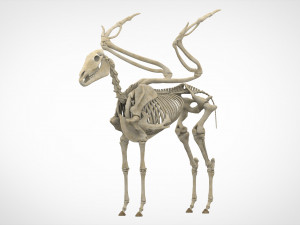 pegasus skeleton 3D Model