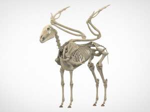 pegasus skeleton 3Dモデル