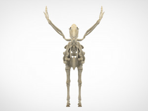 pegasus skeleton Modello 3D