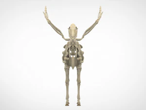 pegasus skeleton 3D Model