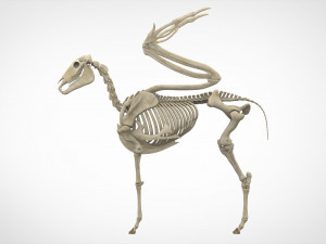 pegasus skeleton Modello 3D
