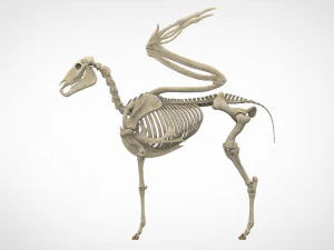 pegasus skeleton 3D Model