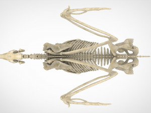 pegasus skeleton Modello 3D