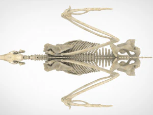 pegasus skeleton 3D Model